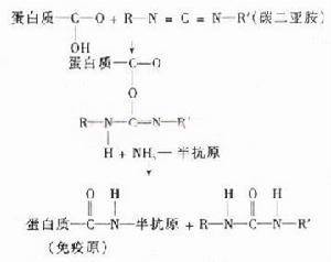 碳化二亞胺